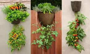 how to grow hanging tomato plants