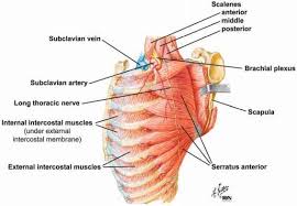 There are some other muscles that do not comprise the thoracic wall, but do attach to it. Muscles Of The Thoracic Wall Heart Failure Guws Medical