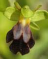Conringia orientalis (Hare's Ear Mustard) : MaltaWildPlants.com ...