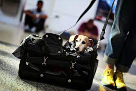 Flying with your pet: Tips to help keep your animal safe on a plane -  National | Globalnews.ca