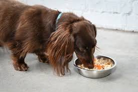 all about so dog food healthy
