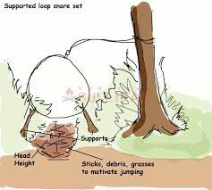 Although trapping rabbits is great for pest control, it can only catch so many. Top 3 Rabbit Snare Traps Survival Sullivan
