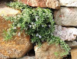 Planting A Dry Stone Wall
