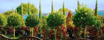 best plants to grow on roof terraces