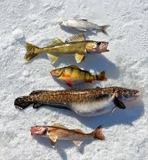 Best Ice Fishing Lures For Walleyes
