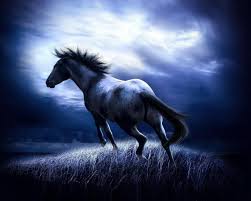 horse pc wallpapers top free horse pc