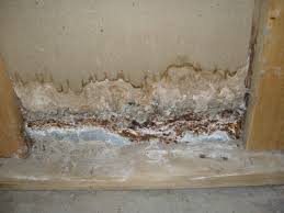 How Mold Can Damage Your House