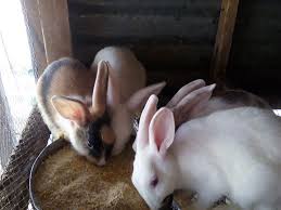 The breed is very suitable for commercial rabbit farming business for meat production. Rabbit Farming Profitability And Best Practices That Will Yield High Result Bnethub