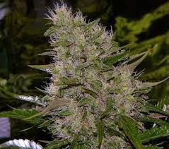 Critical mass is held in various cities throughout south florida Sale Of Critical Mass From Mr Nice Seeds