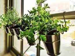 25 ways to start an indoor herb garden