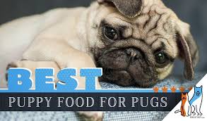 8 Best Pug Puppy Foods With Our 2019 Pug Feeding Guide