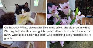 Cute cat pictures with flowers. I Can Has Cheezburger Flowers Funny Animals Online Cheezburger