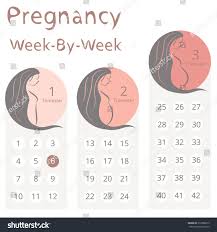 Accurate Weekly Pregnancy Calendar Pregnancy Month Chart