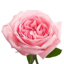 Garden Rose Pink O Hara