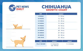 chihuahua growth chart size weight