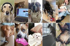 PHOTOS: Pets on conference calls, napping on laptops, stealing socks and  social distancing with us – The Denver Post
