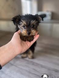 miniature yorkshire terrier female