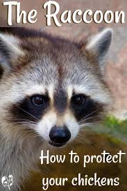 View this post on instagram. Raccoon Facts 14 Tips To Protect Your Chickens From Attack