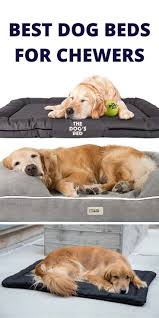 Why dogs chew their beds. Best Dog Beds For Chewers Cool Dog Beds Dog Stroller Dogs