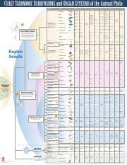 Taxonomy Of Animal Phyla Chart Pdf Chief Taxonomic