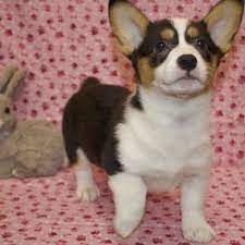 Stay updated about corgi puppies for sale uk. Pembroke Welsh Corgi Puppy For Sale Puppy Love