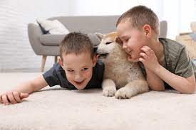 pet stain odor removal indianapolis