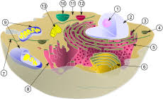 The mitochondria is found in every animal cell and produces energy for the cell to function. Mitochondria Simple English Wikipedia The Free Encyclopedia