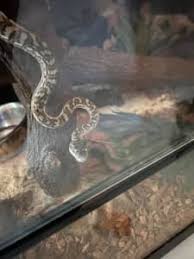 python snakes gumtree australia free