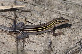 Images By Swanson Media Lizards 15 Of 17 Six Lined Racerunner