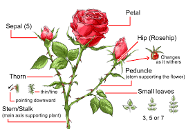 how to draw a rose art rocket