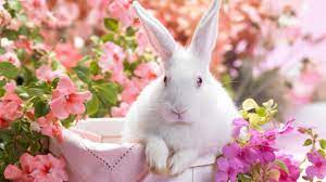 Easter Rabbits Wallpapers - Top Free ...
