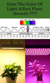 The Color Of Light Does Indeed Affect Plant Growth But The