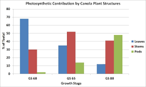 Growth Stages Canola Council Of Canada