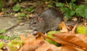 Keep Rats And Mice Out Of Your Garden