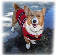 Top Life Jacket Dog Medium Iexw Reviews
