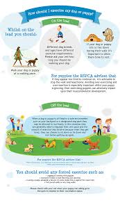 How To Safely Exercise Your Dog Or Puppy Rspca Pet Insurance