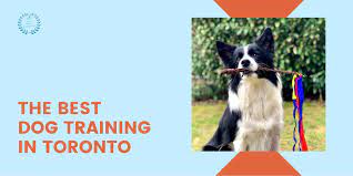 the 7 best dog trainers in toronto 2023