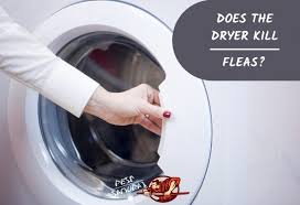 does the dryer kill fleas step by
