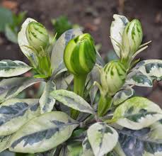 Gardenia Buds Dropping Without Blooming