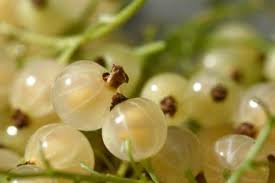 What To Do With White Currants My