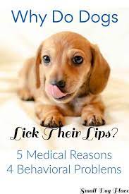 why do dogs lick their lips is it