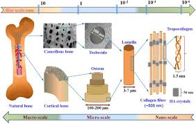 bone biomaterials and interactions with