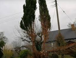 How Much Does Conifer Removal Cost
