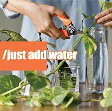 Plants For Growing In Water About The