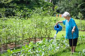 Organic Garden Elderly Grow Vegetables