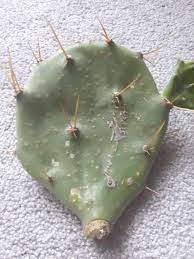 How to save a cactus rotting top down. Cactus And Succulents Forum What S Wrong With This Prickly Pear Pad Cutting Garden Org