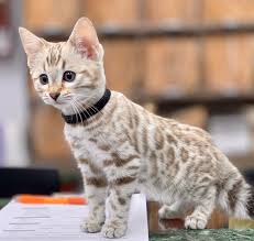 A bengal cat, a specific breed, likely will cost somewhere between us$400 and us$800 depending on parentage. Facebook
