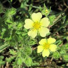 Sulfur (or sulphur) is an element on the periodic table. Weekly Weeder 26 Sulphur Cinquefoil