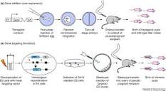 Manipulation of the mouse genome: a multiple impact resource for ...