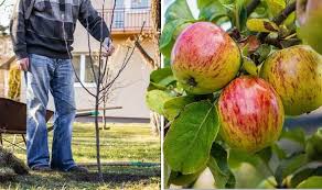 When To Plant Apple Trees Crucial